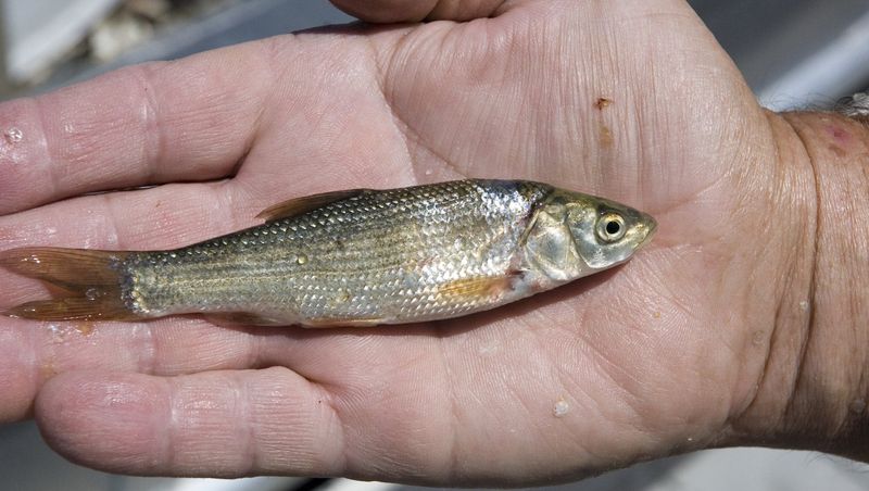 Oregon Chub