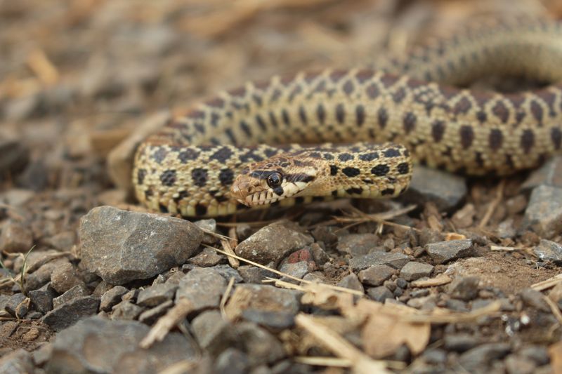 Oregon - Pacific Gopher Snake