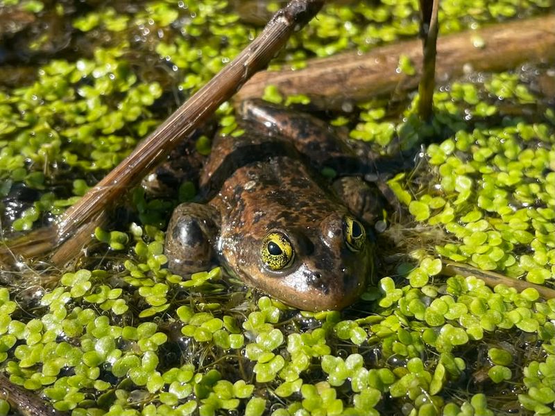 Oregon Spotted Frog