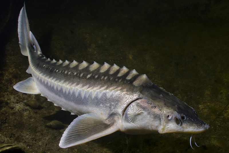 Oregon: White Sturgeon