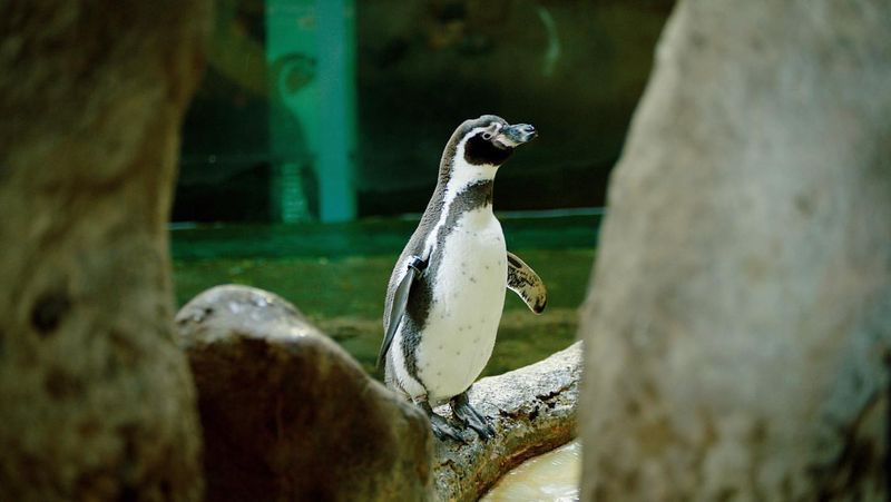 Oregon Zoo, Oregon