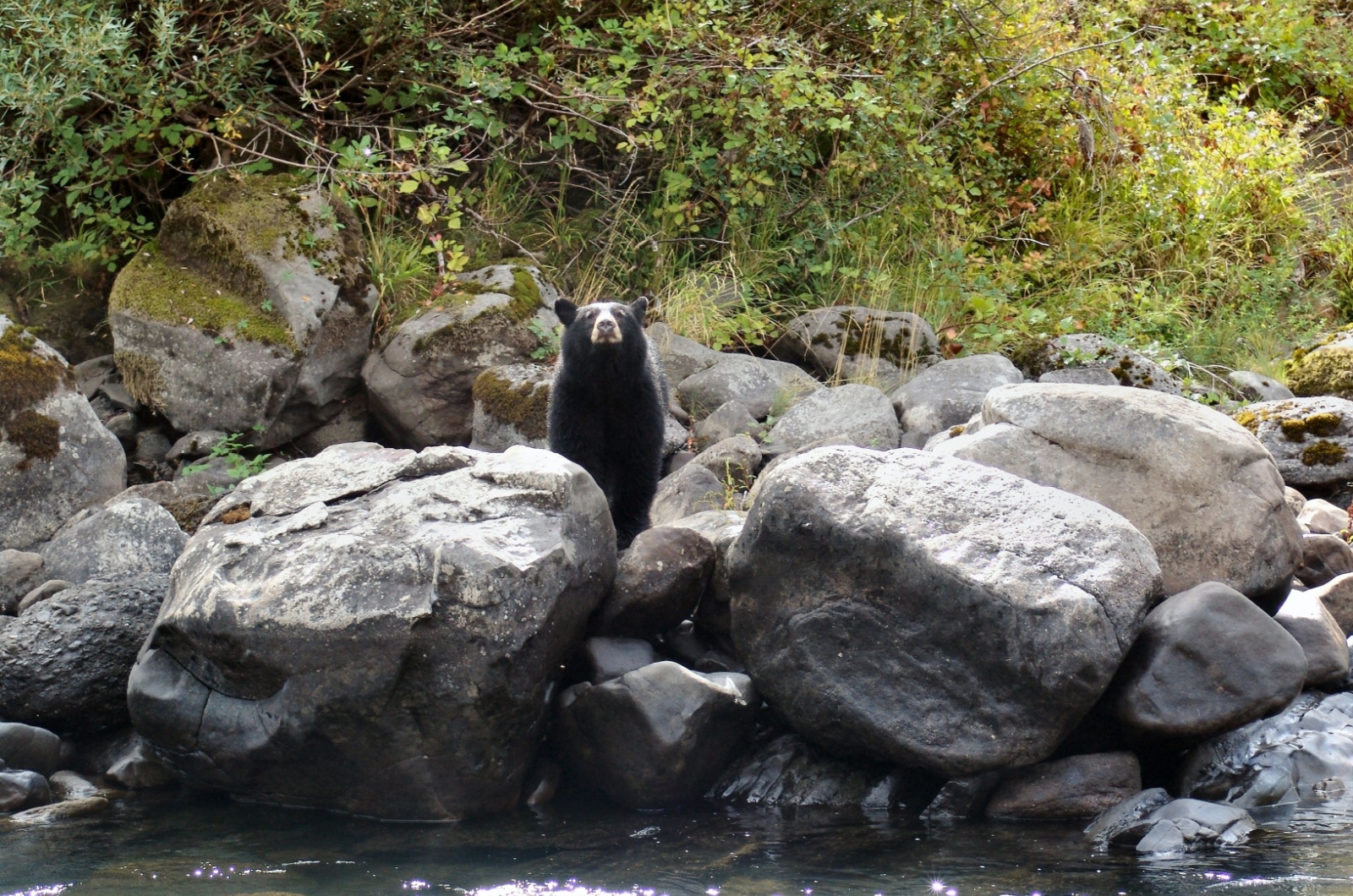 Oregon black bear