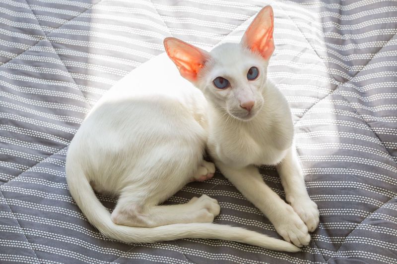 Oriental Shorthair