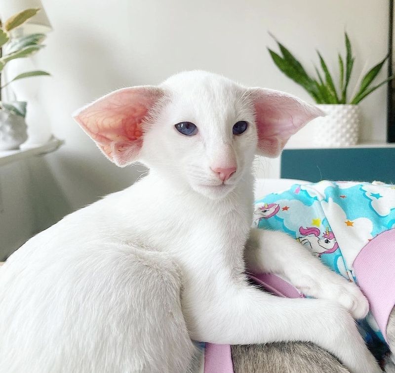 Oriental Shorthair