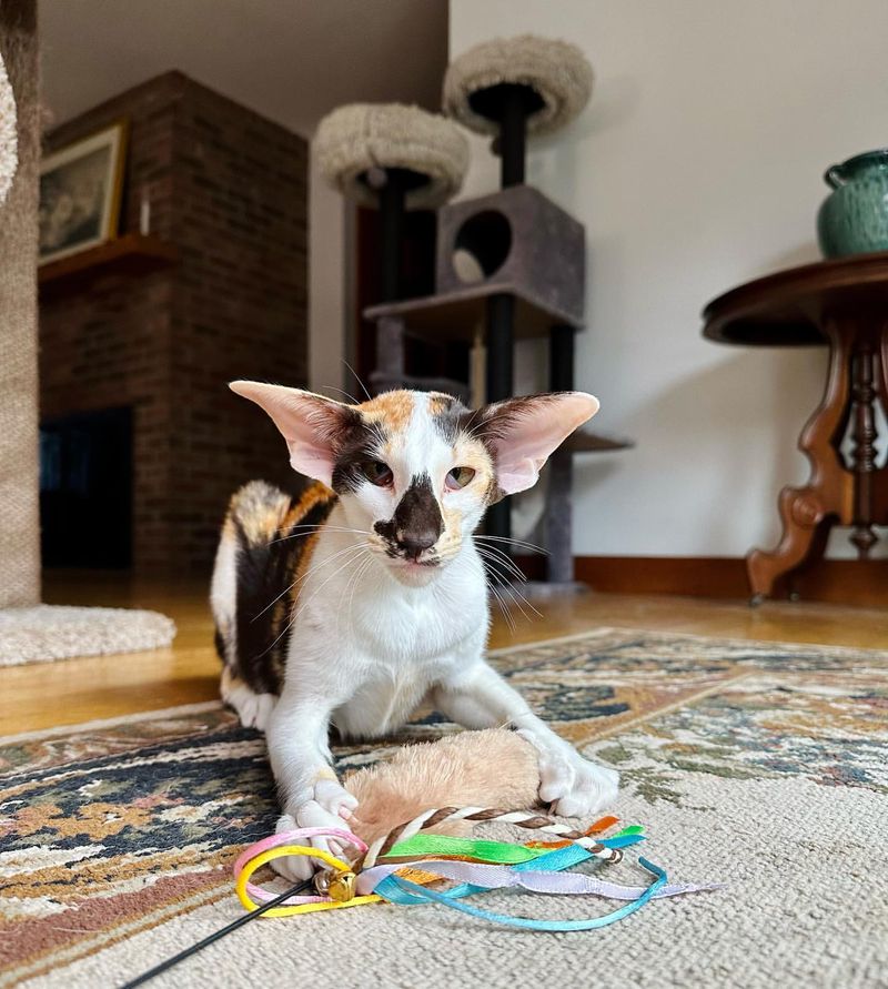 Oriental Shorthair