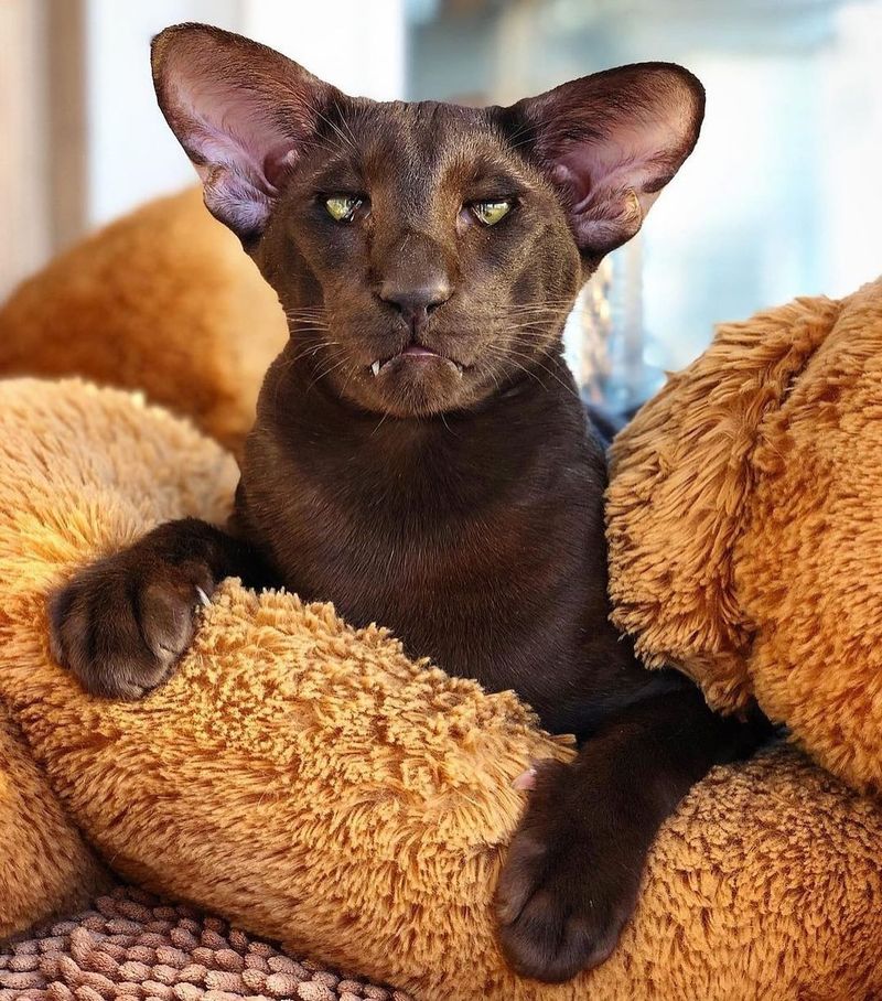 Oriental Shorthair