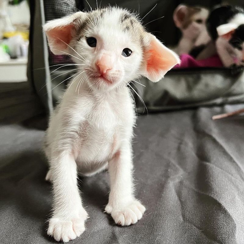 Oriental Shorthair