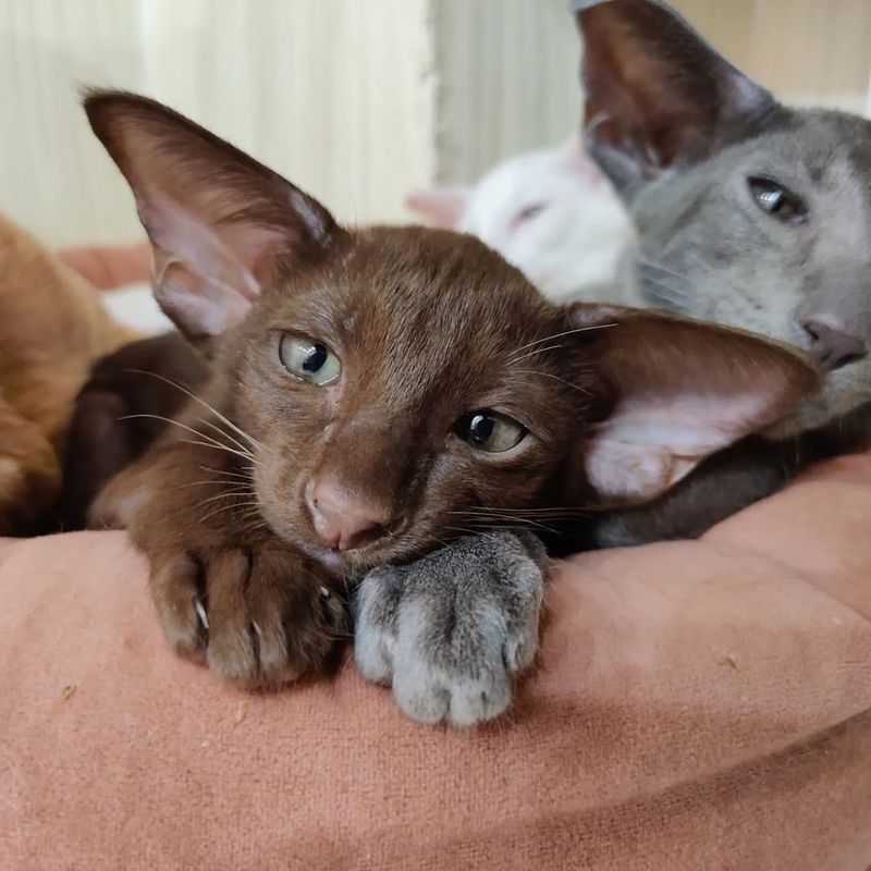 Oriental Shorthair