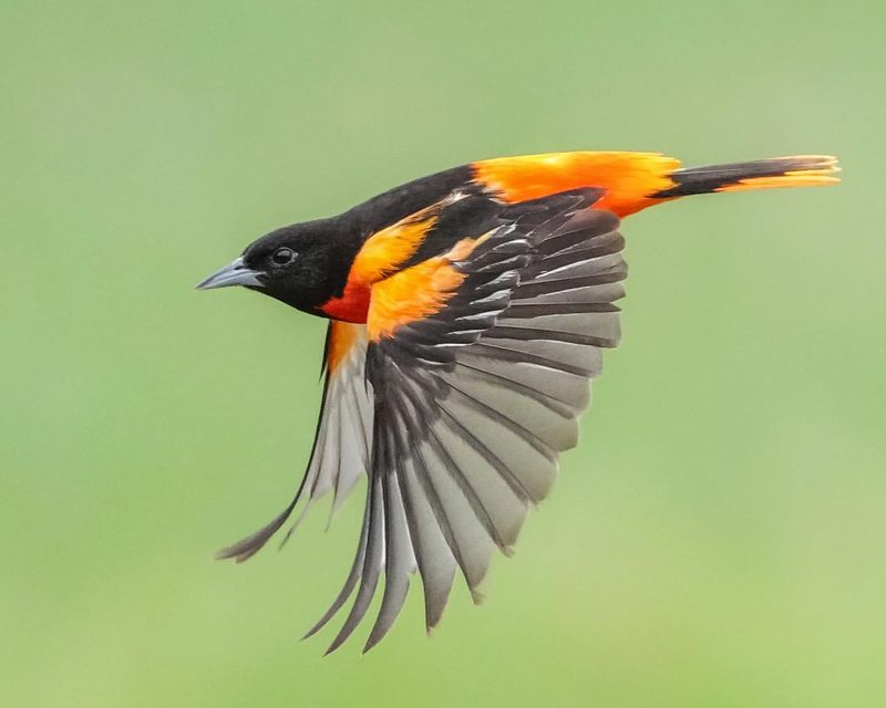 Oriole