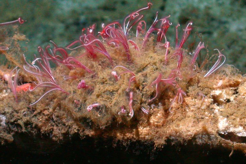 Osedax Worms