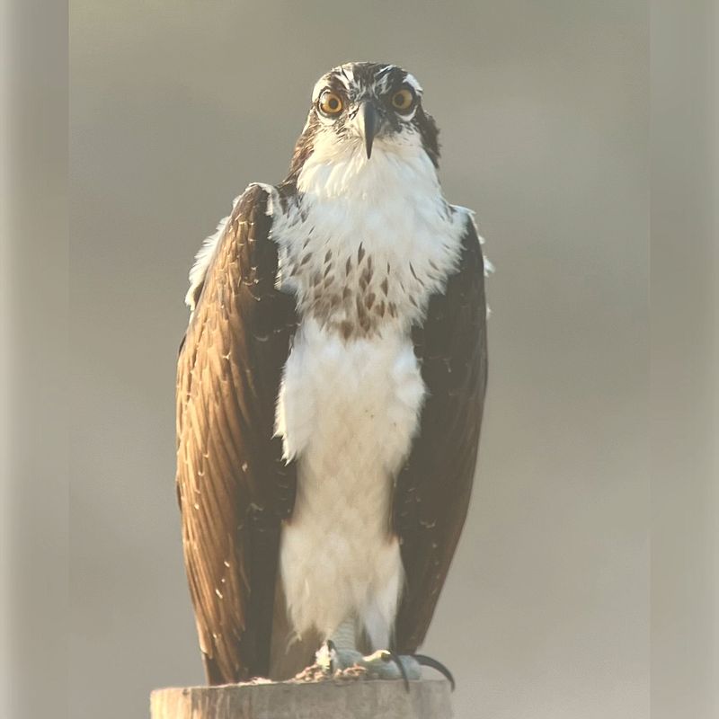 Osprey