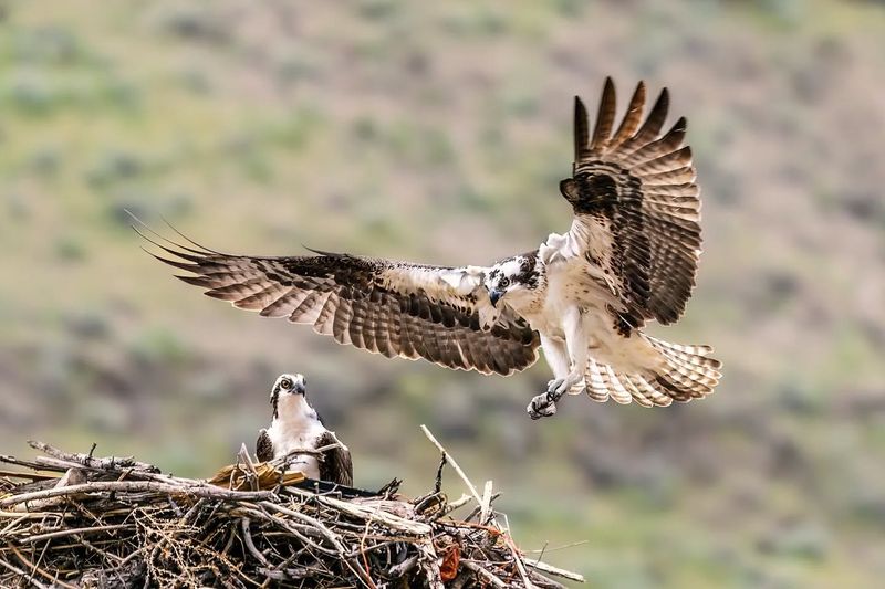 Osprey Nesting