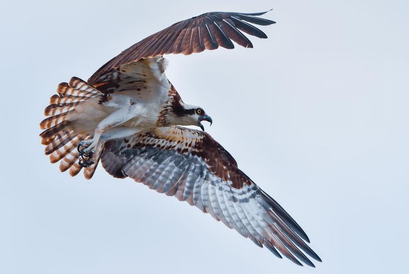 Osprey