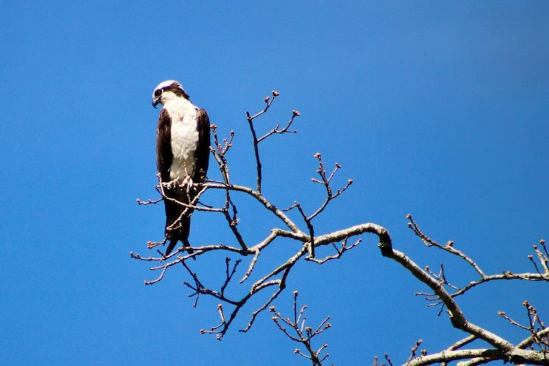 Ospreys