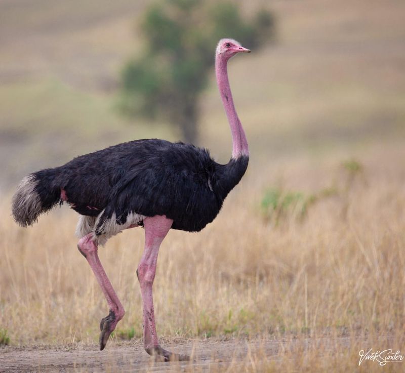 Ostrich's Powerful Legs