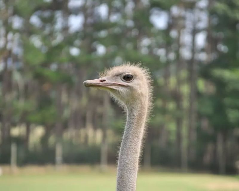 Ostrich