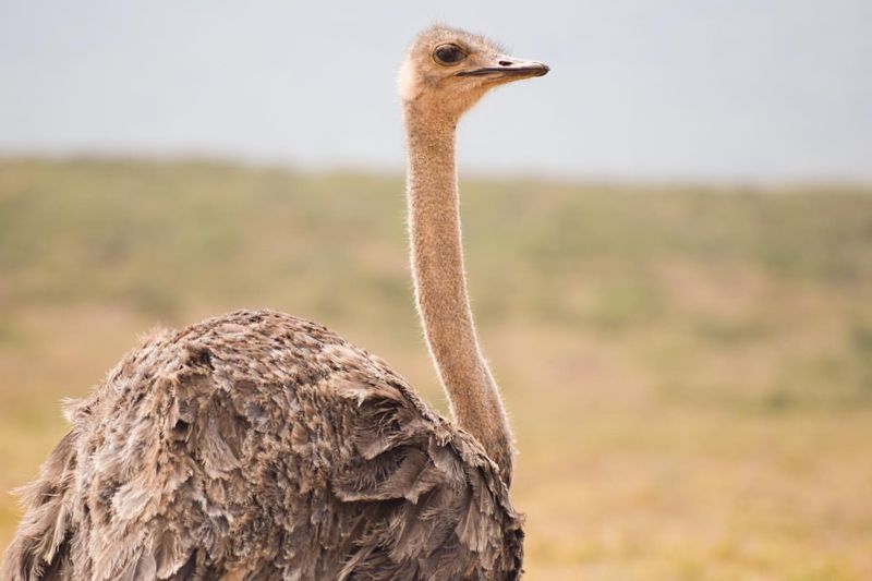 Ostrich