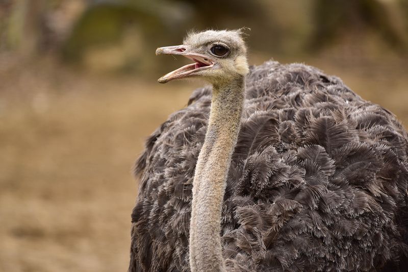 Ostriches