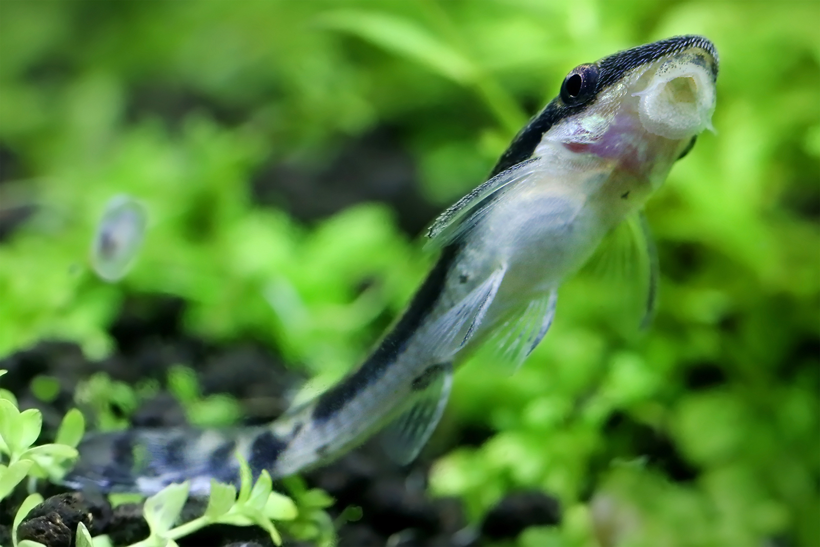 Otocinclus Catfish