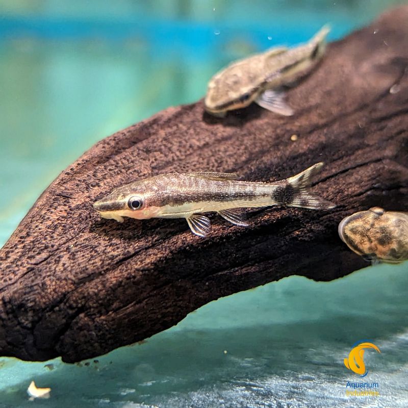 Otocinclus Catfish