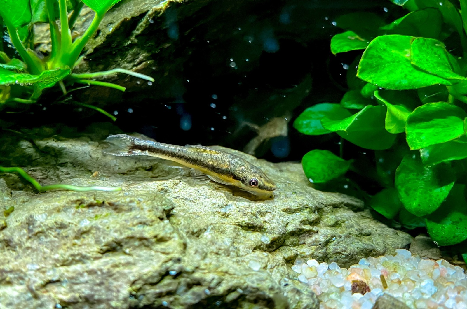 Otocinclus Catfish