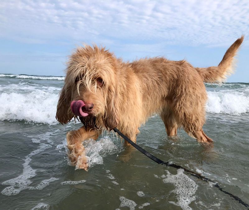 Otterhound