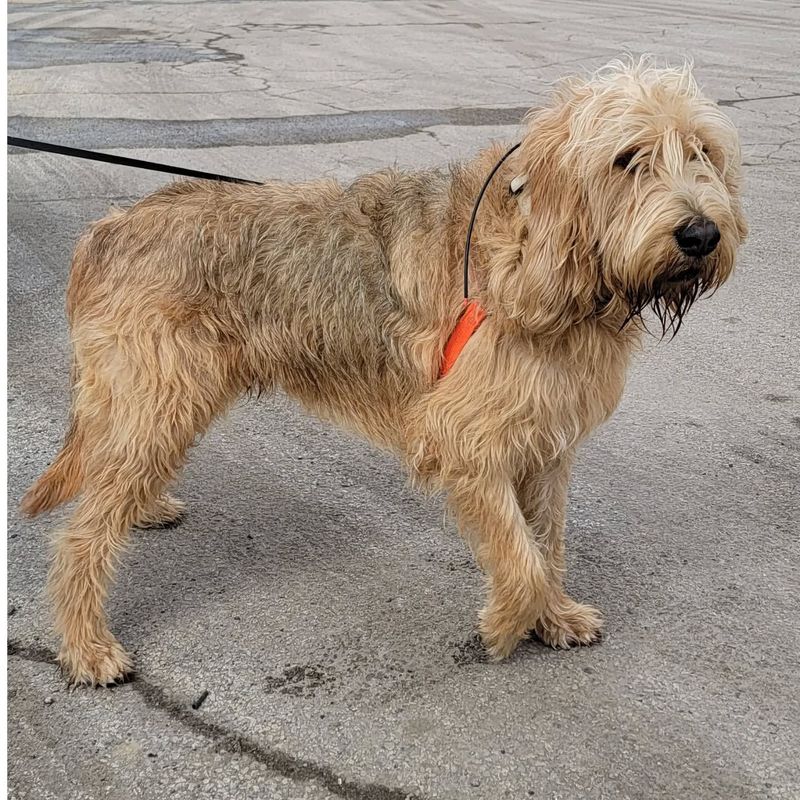 Otterhound