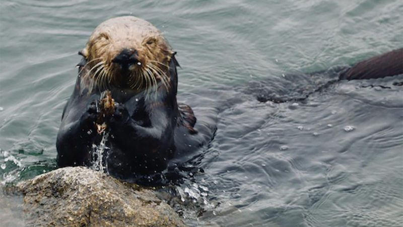 Otters and Stone Tools