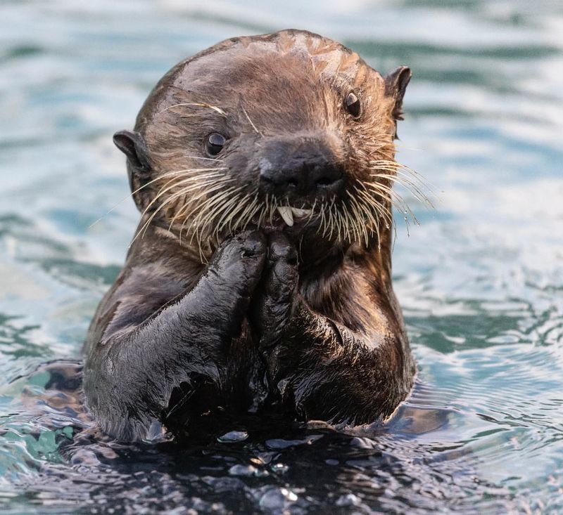 Otters