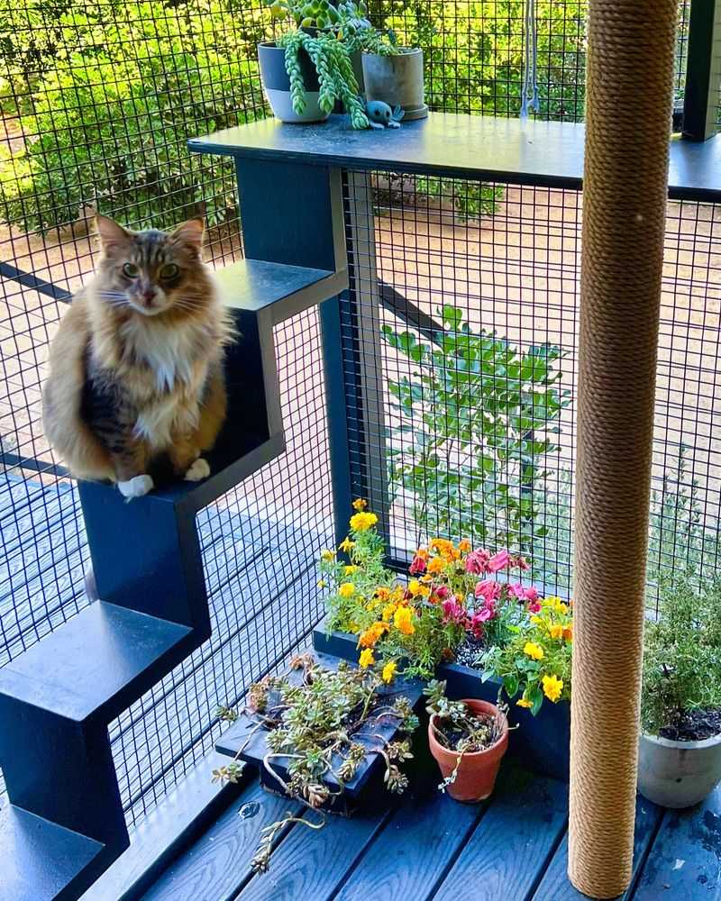 Outdoor Enclosures (Catios)