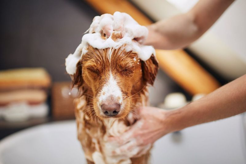 Over-bathing Your Dog