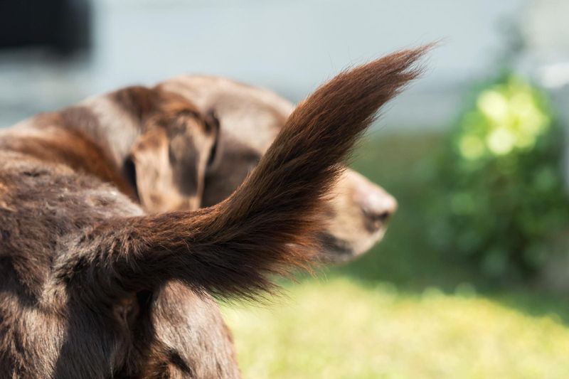 Overlooking the Tail Area