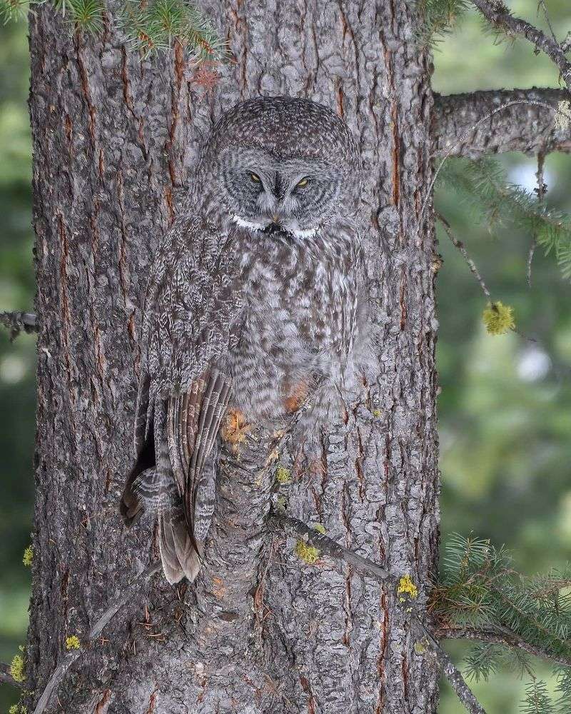 Owl