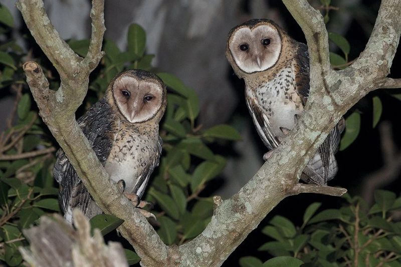 Owl Diversity in Australia