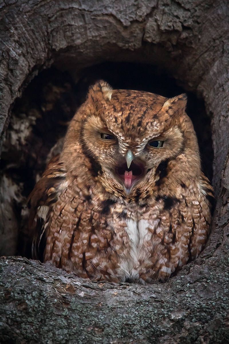 Owl Pellets