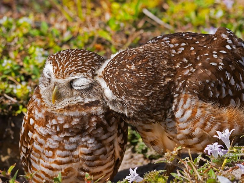 Owl Reproduction