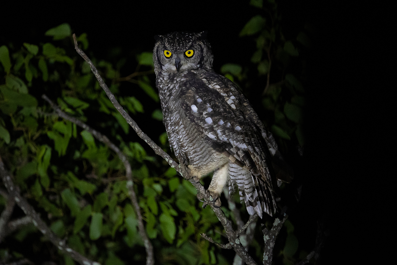 owl on the tree branch