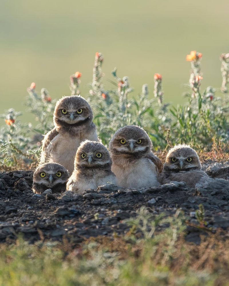 Owlets and Parenting