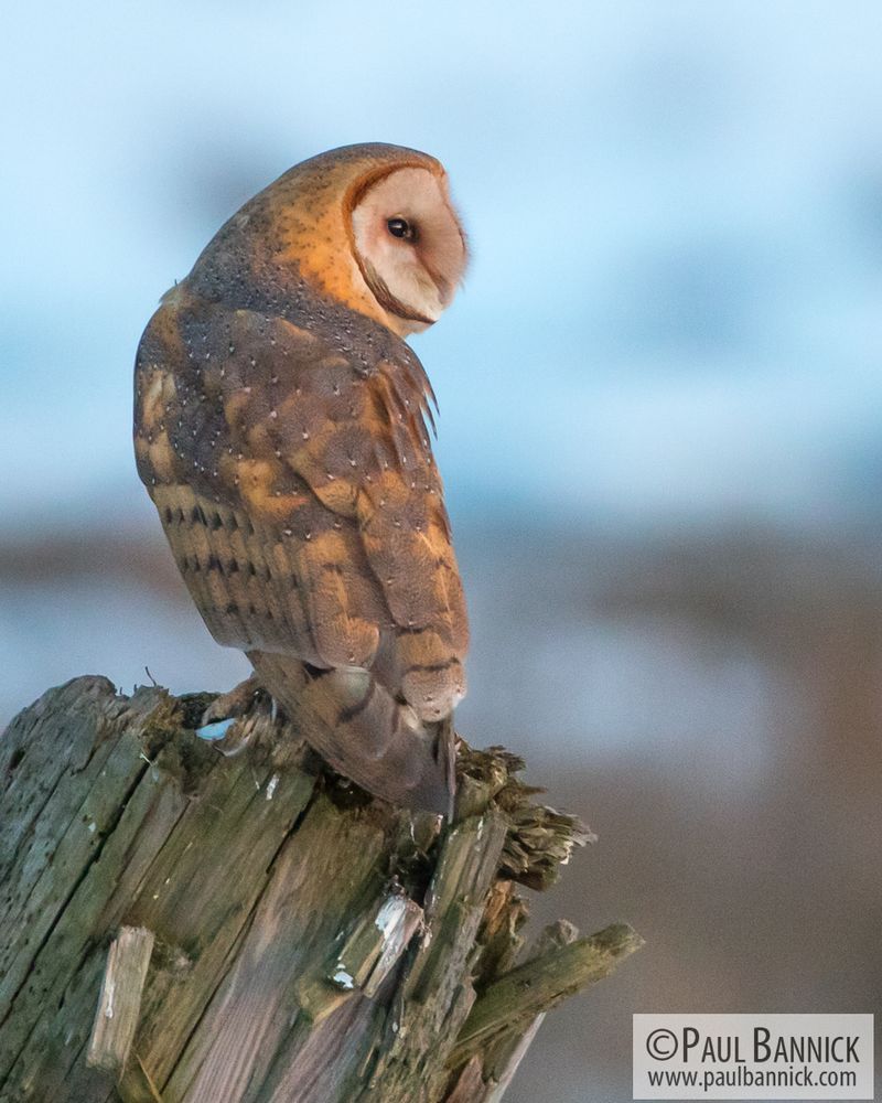 Owls Rotate Their Heads 360 Degrees