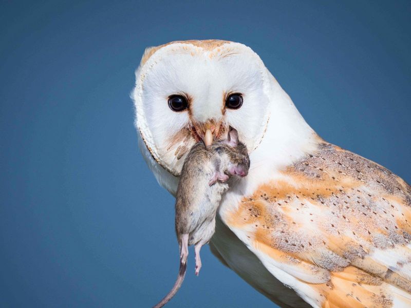 Owls as Pest Control