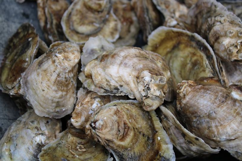 Oysters