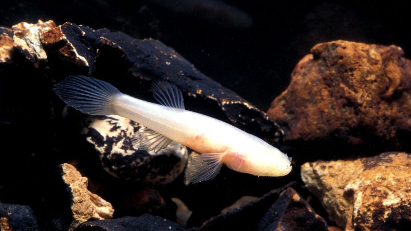 Ozark Cavefish