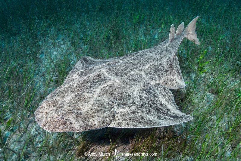 Pacific Angel Shark