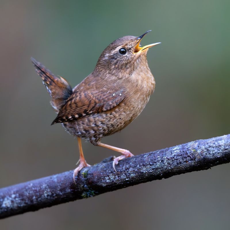 Pacific Wren