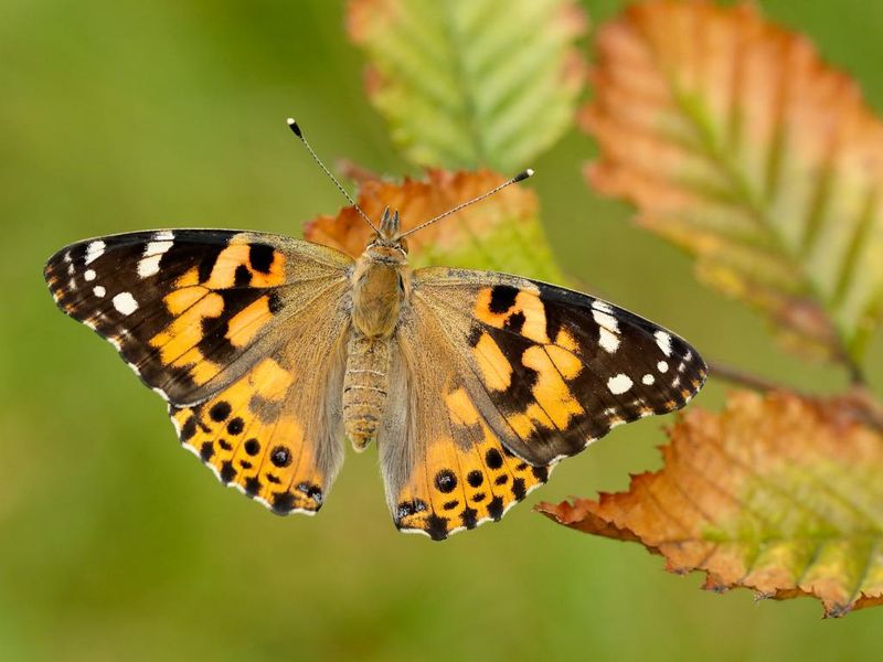 Painted Lady