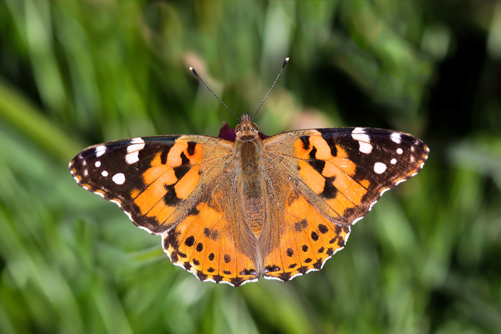 Painted Lady