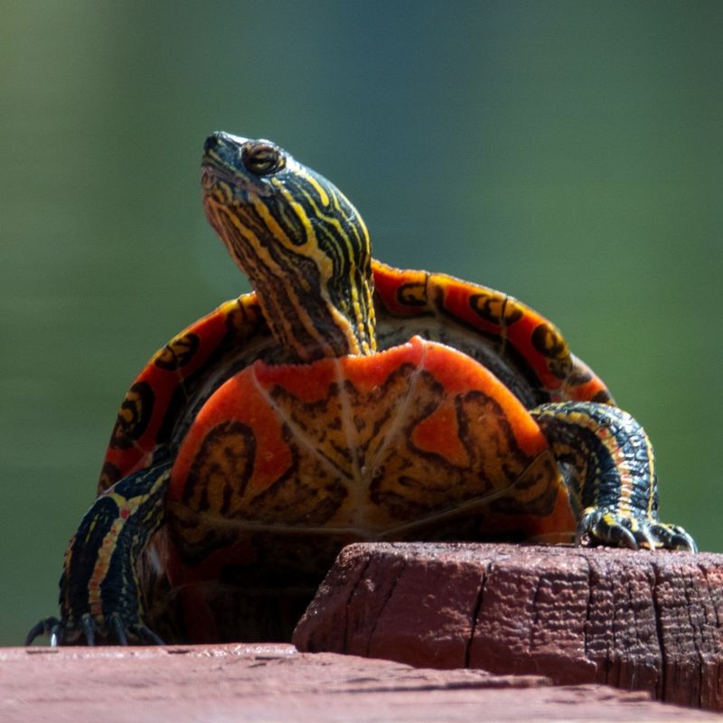 Painted Turtle