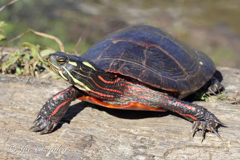 Painted Turtle