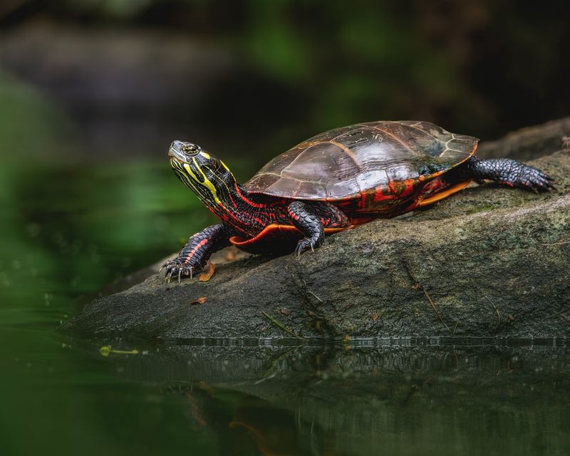 Painted Turtle