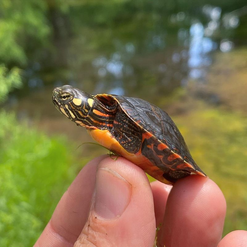 Painted Turtle